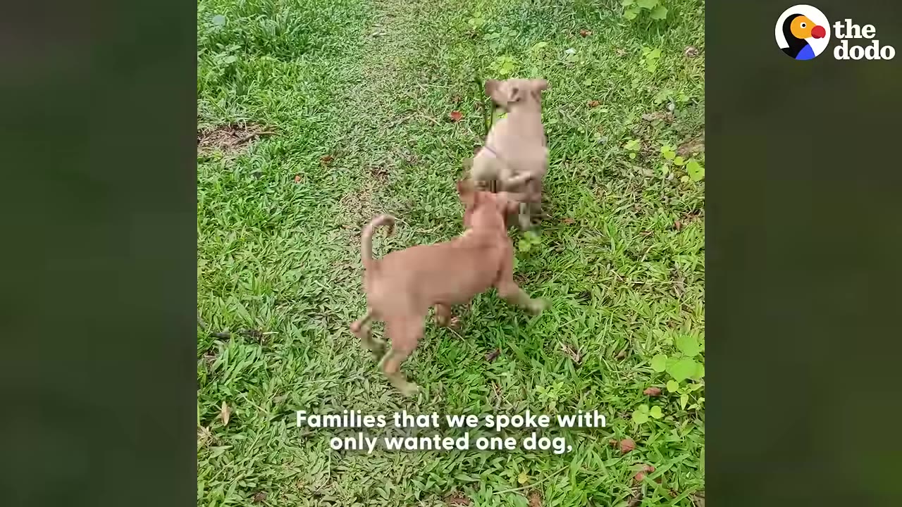 Two healthy brown puppies running and playing together on a green grassy lawn.