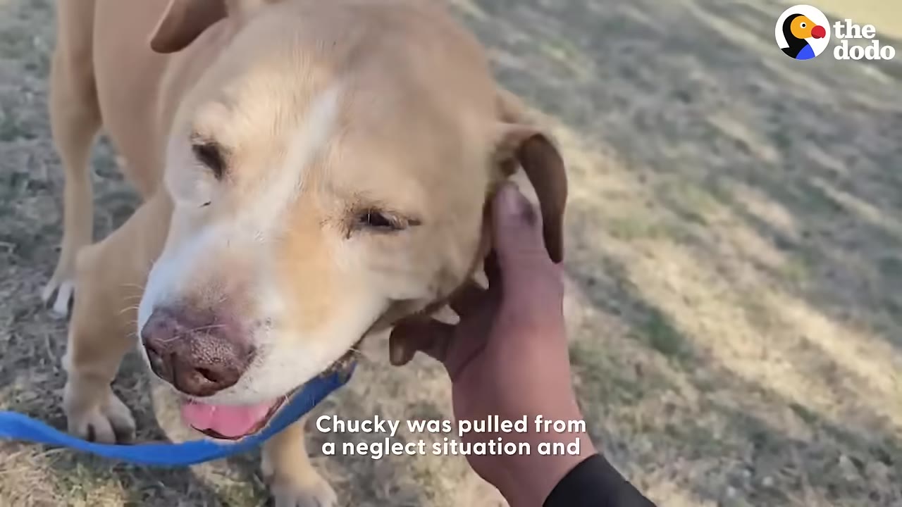 A close-up shot of a light brown and white dog named Chucky being gently petted on the side of his face by a person's hand.