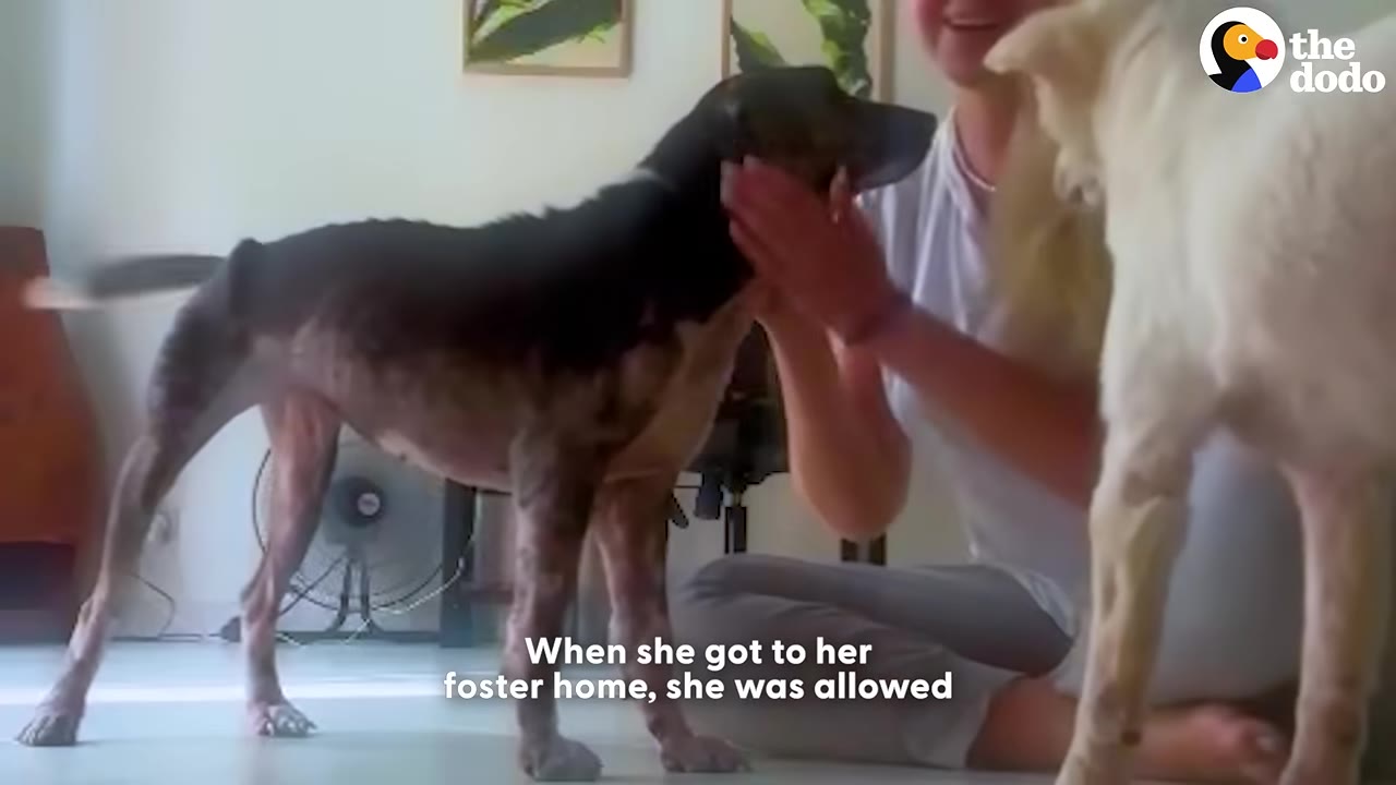 A dark-colored dog stands in a living room being gently petted on the head by a person sitting on the floor, with another white dog partially visible in the foreground.