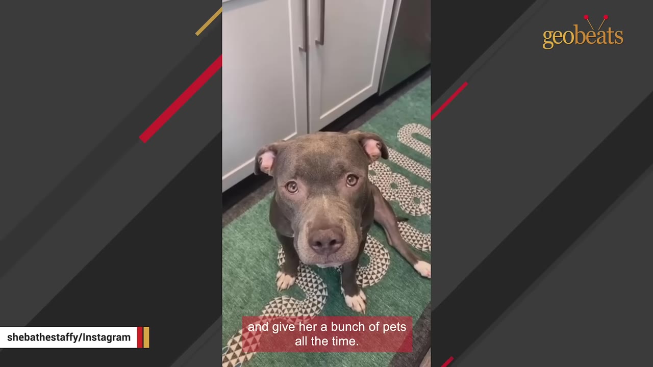 A gray and white pit bull with striking amber eyes sits on a green patterned rug, looking directly up at the camera.