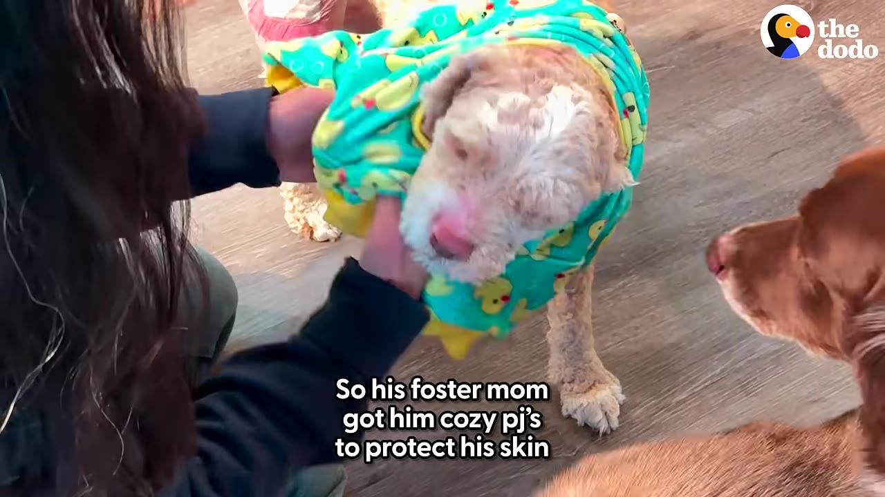 A person gently helps a light-colored dog wear bright green pajamas decorated with yellow ducks to protect its healing skin.