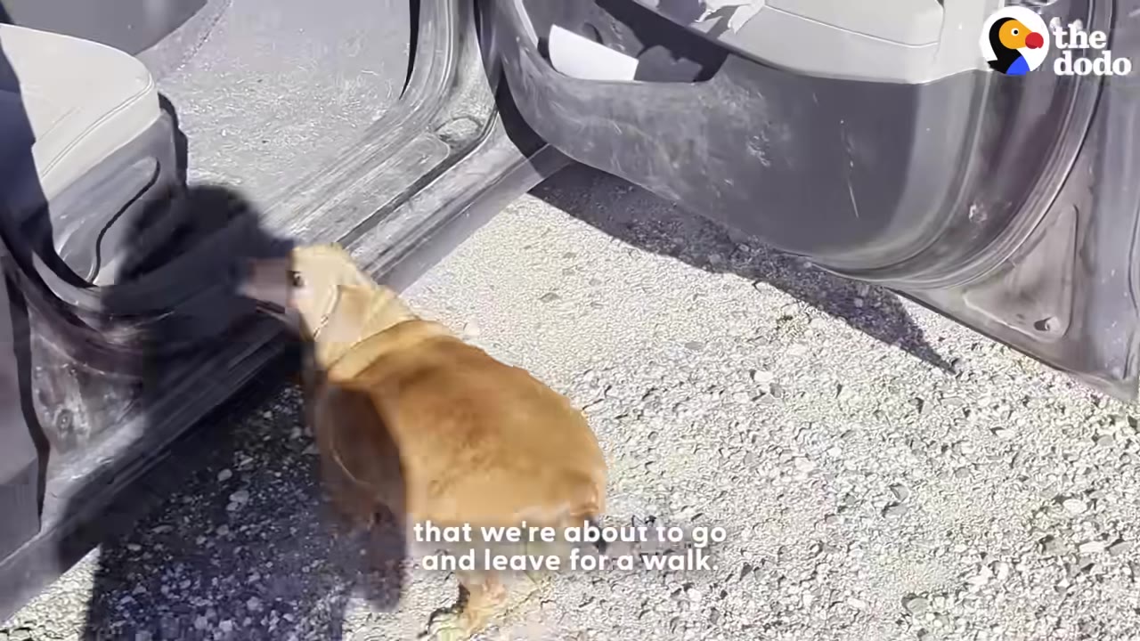 A brown dachshund-mix dog stands on a gravel driveway next to an open car door, looking ready for a walk.