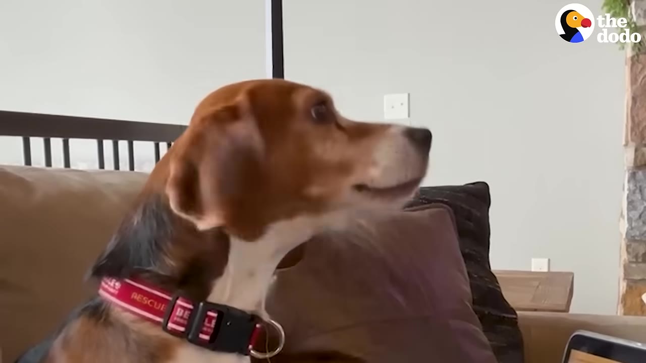 A brown and white beagle-mix dog wearing a red collar looks to the side with its mouth slightly open as if barking.