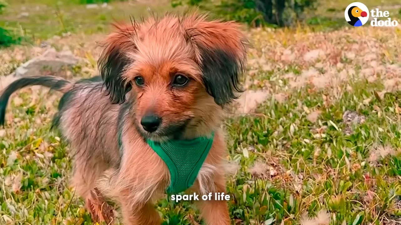 A small, scruffy brown dog wearing a green harness stands in a grassy field.