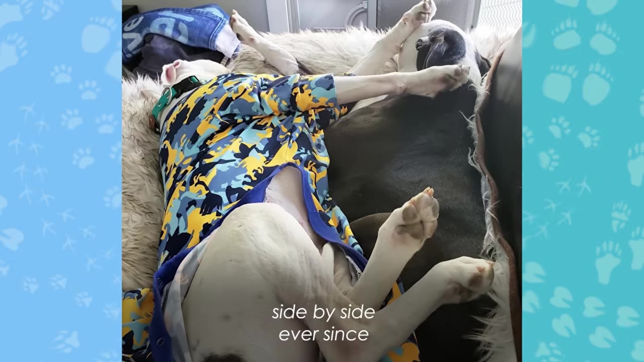 Two dogs sleeping side-by-side on a fluffy bed, with one dog wearing a colorful blue, yellow, and black camouflage shirt.