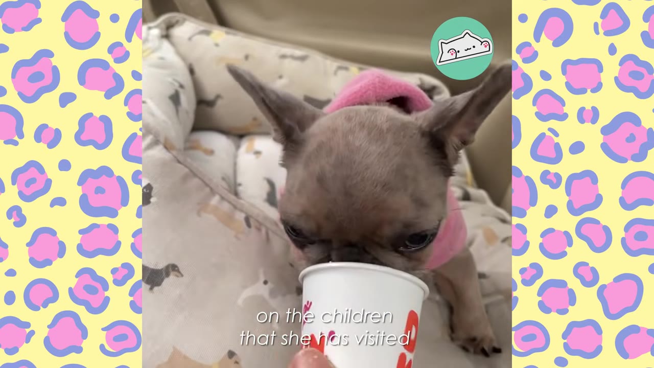 A small French bulldog wearing a pink sweater sniffs a white paper cup held by a person.
