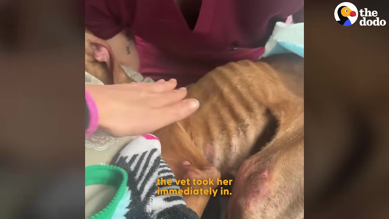 A close-up shot of an emaciated brown dog lying down as a person's hand gently touches its side, showing its visible ribs, while a veterinary professional in maroon scrubs stands over it.