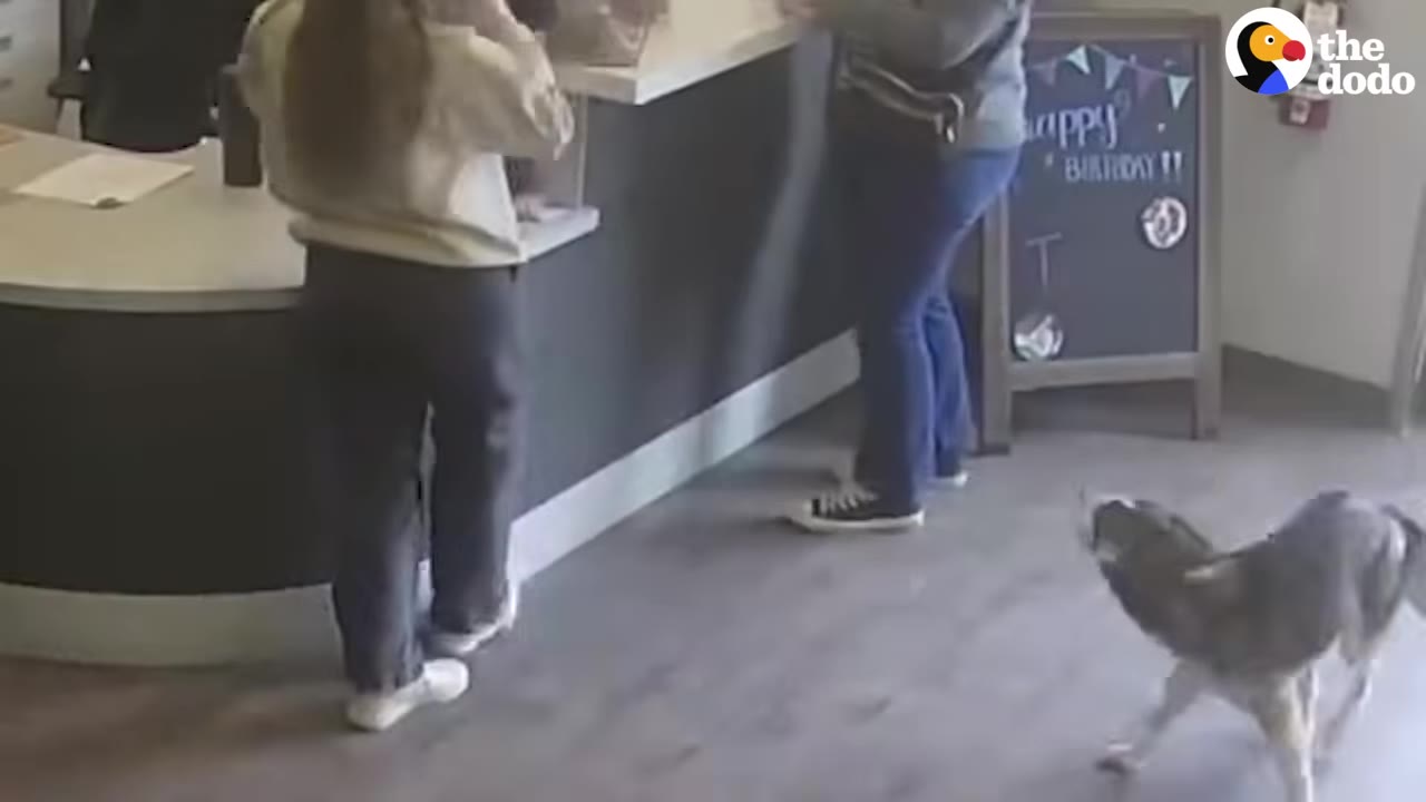 A dog turns and runs across the lobby floor of an office or clinic while two people stand at the reception counter.