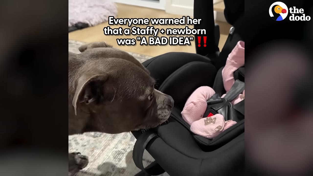 A brown Staffordshire Bull Terrier gently sniffs a newborn baby wearing pink socks in a black car seat, with text overlay reading 'Everyone warned her that a Staffy + newborn was "A BAD IDEA"!!'