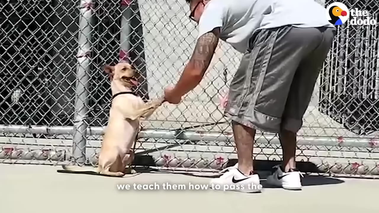 An inmate in a grey shirt and shorts trains a light-colored dog to shake hands in an outdoor area next to a chain-link fence.