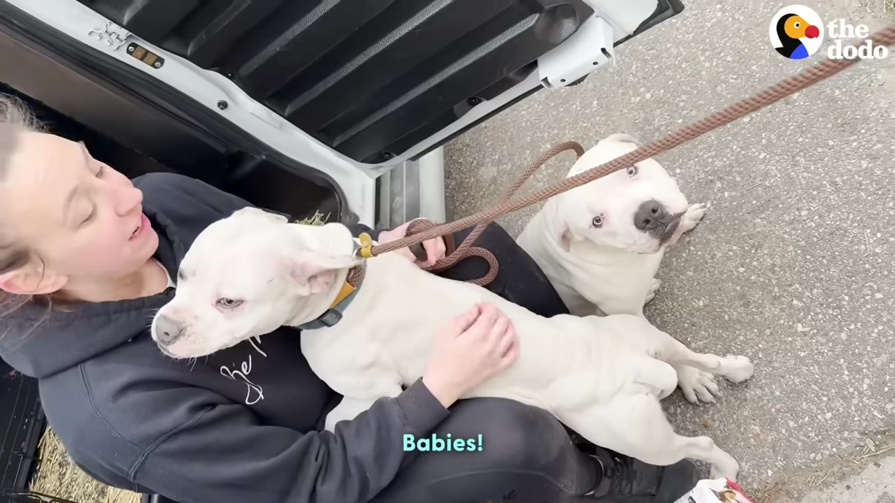 A woman in a black hoodie sits by an open car door, gently petting a white dog resting on her lap, while another white dog on a leash sits nearby on the pavement looking up.