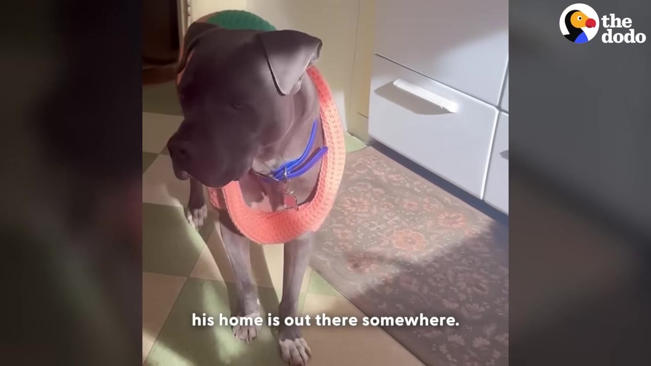 A grey pit bull mix wearing an orange knit sweater stands on a tiled floor inside a home.