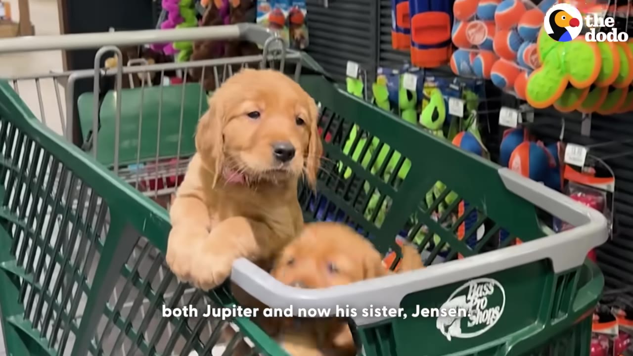 Two golden retriever puppies sitting inside a green shopping cart at a store.