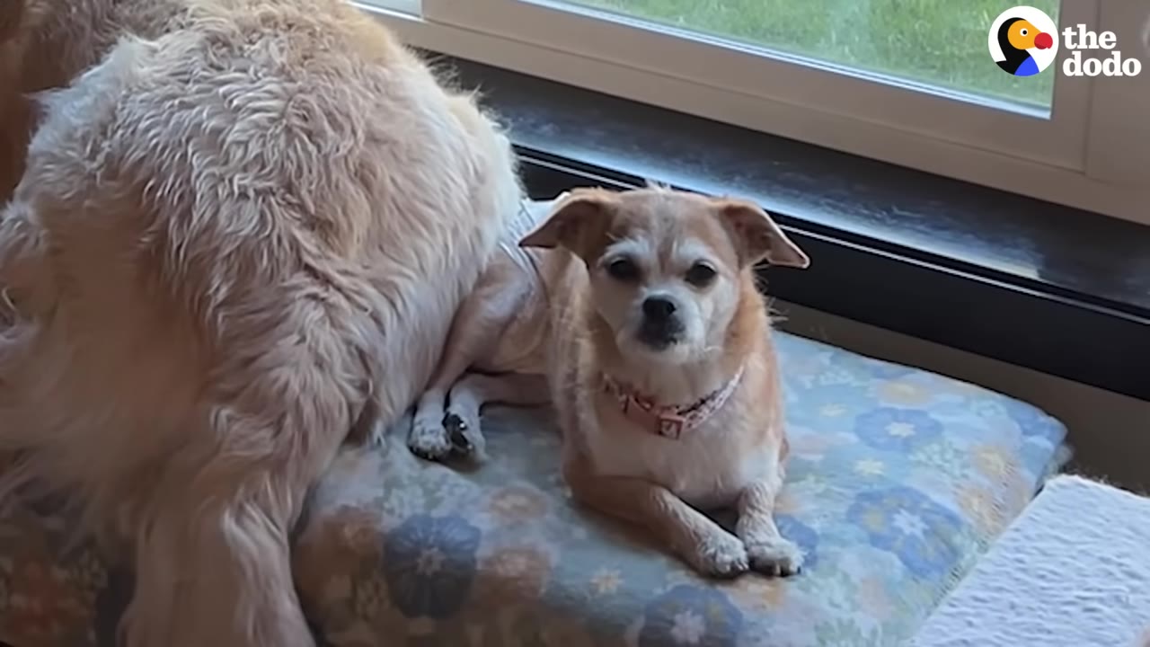 A small tan dog with floppy ears rests on a floral cushion next to a larger, fluffy golden dog near a window.