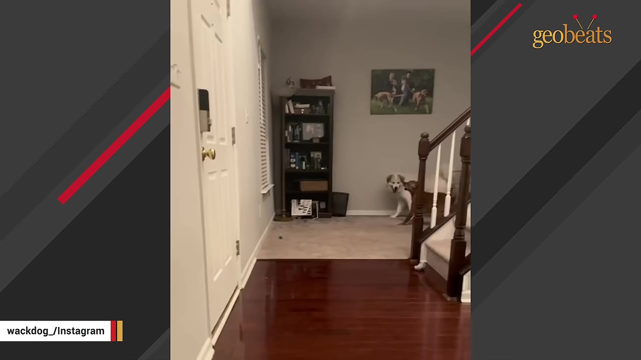 A view of a home's entryway with polished wood floors, a staircase, and two dogs standing near the back of the hallway.