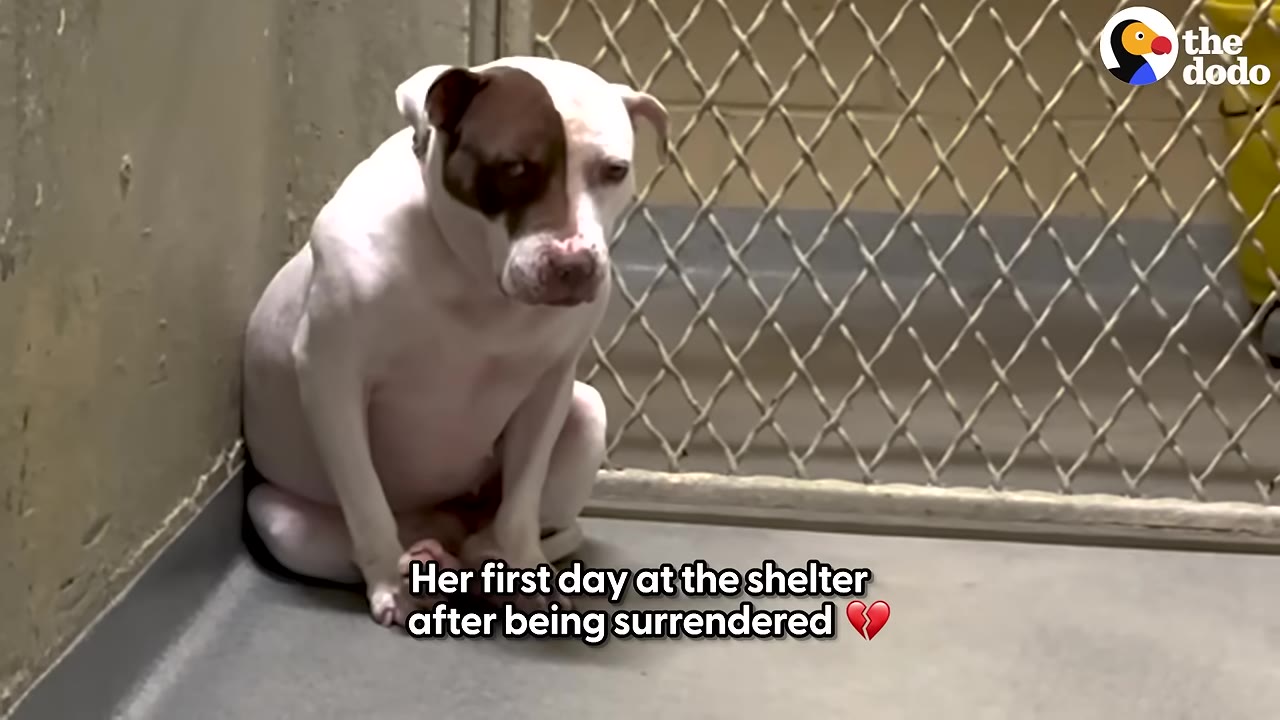 A white dog with a brown patch over her left eye sits sadly in the corner of a concrete shelter kennel.