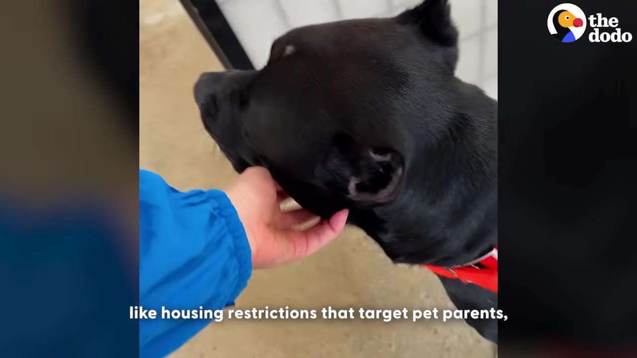 A close-up shot of a person's hand gently petting a black dog under its chin.