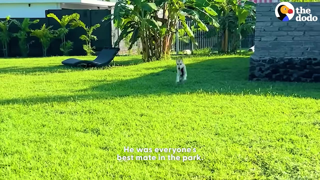 A small white and brown dog runs across a bright green lawn with palm trees in the background.