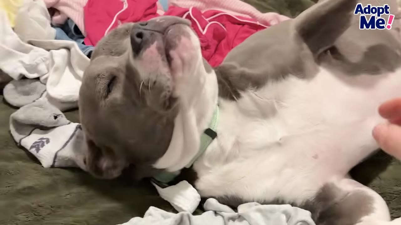 A gray and white dog lies on its back on a bed covered in laundry, looking relaxed with its eyes closed as a hand reaches out to pet it.