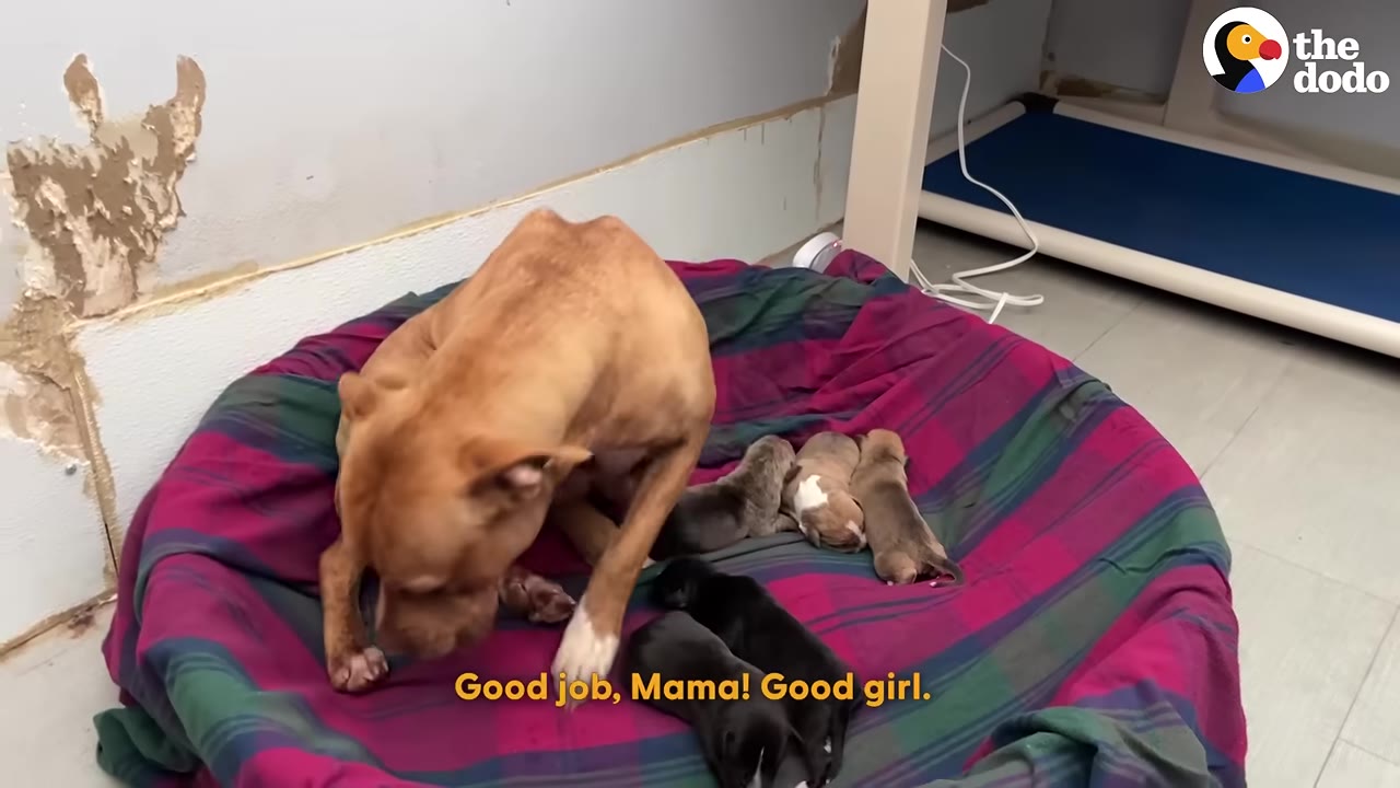 A brown mother dog sits on a large, colorful plaid dog bed next to her newborn puppies.