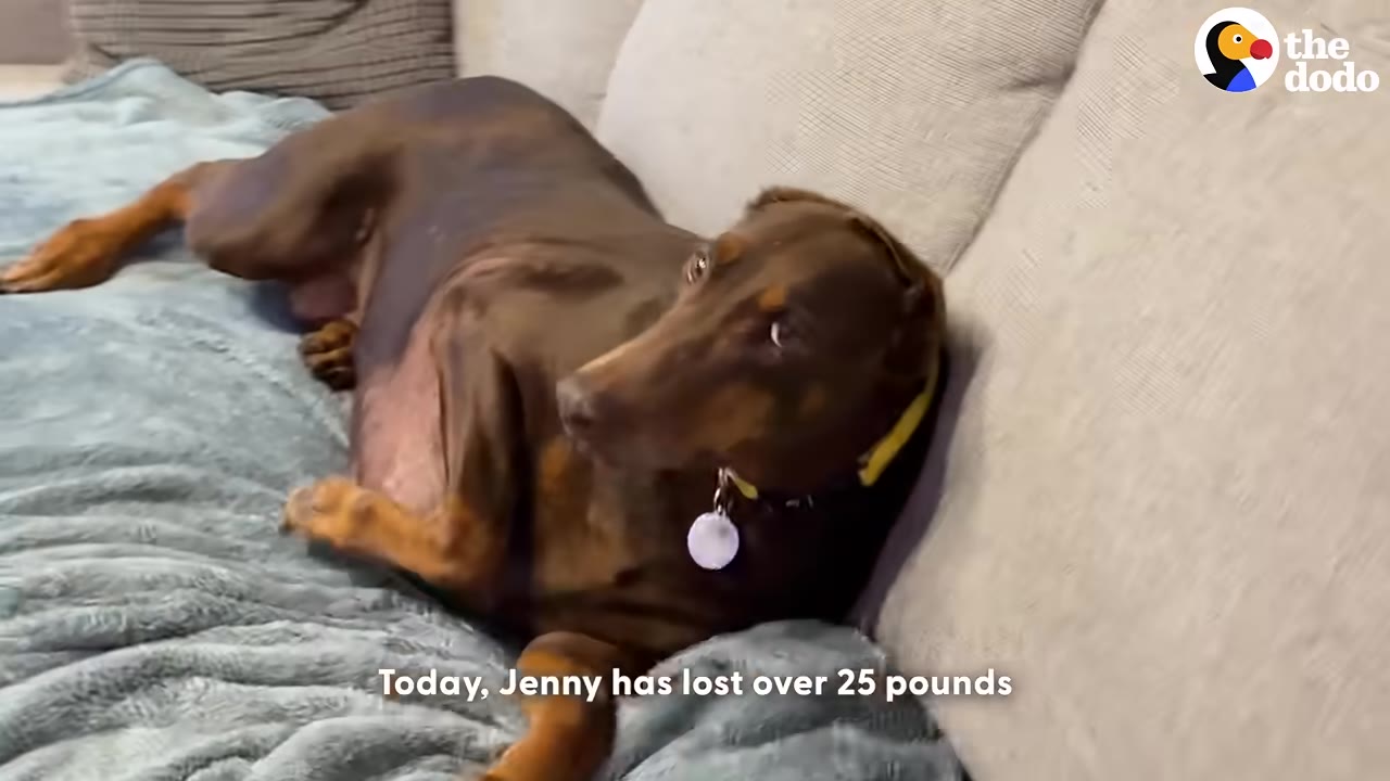 A brown and tan Doberman dog lies on a light-colored couch with a blue blanket, looking noticeably slimmer.
