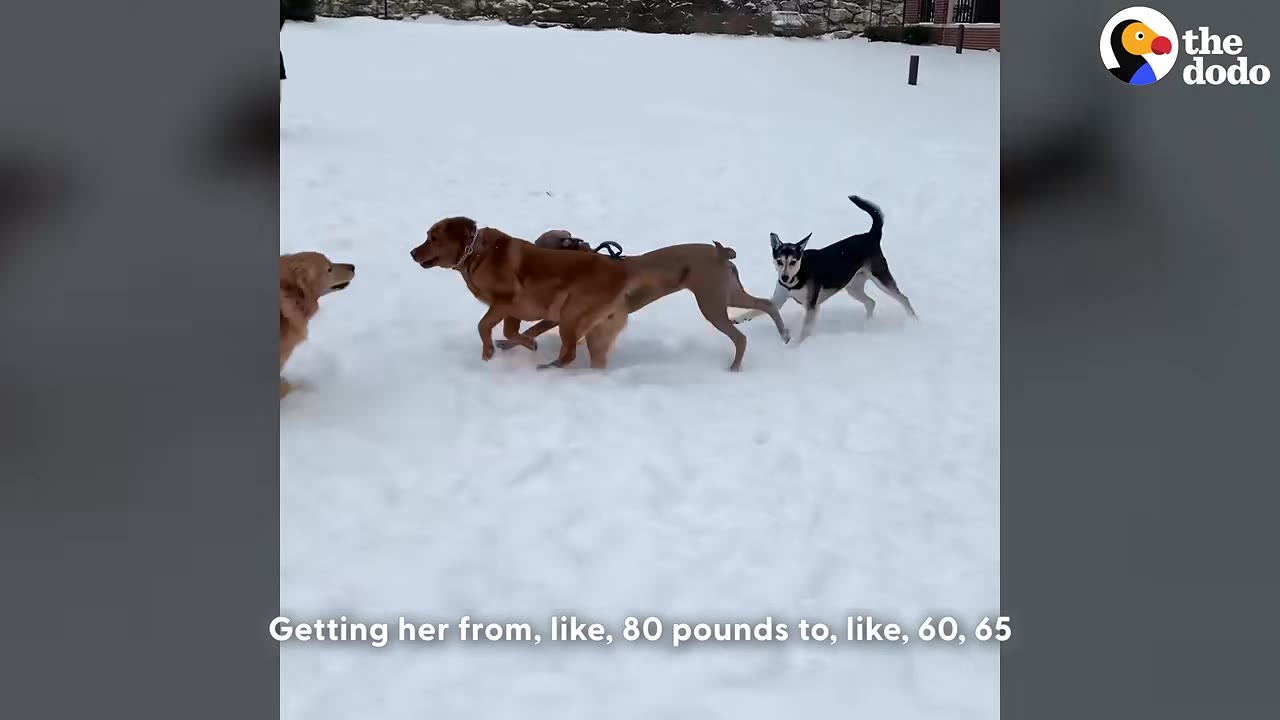Several dogs, including a brown retriever mix, run and play together in a snowy field.