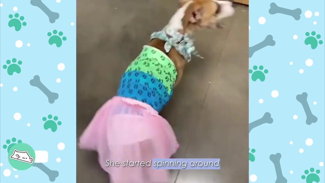 A small brown and white dog wearing a colorful green and blue striped shirt and a pink tutu spins around on a grey floor.