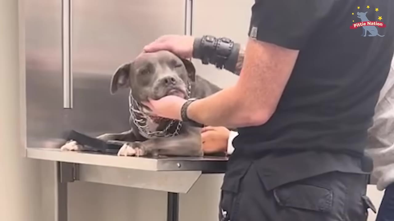 A grey pit bull dog lies on a metal examination table while a person in black scrubs gently pets its head and holds its chin.