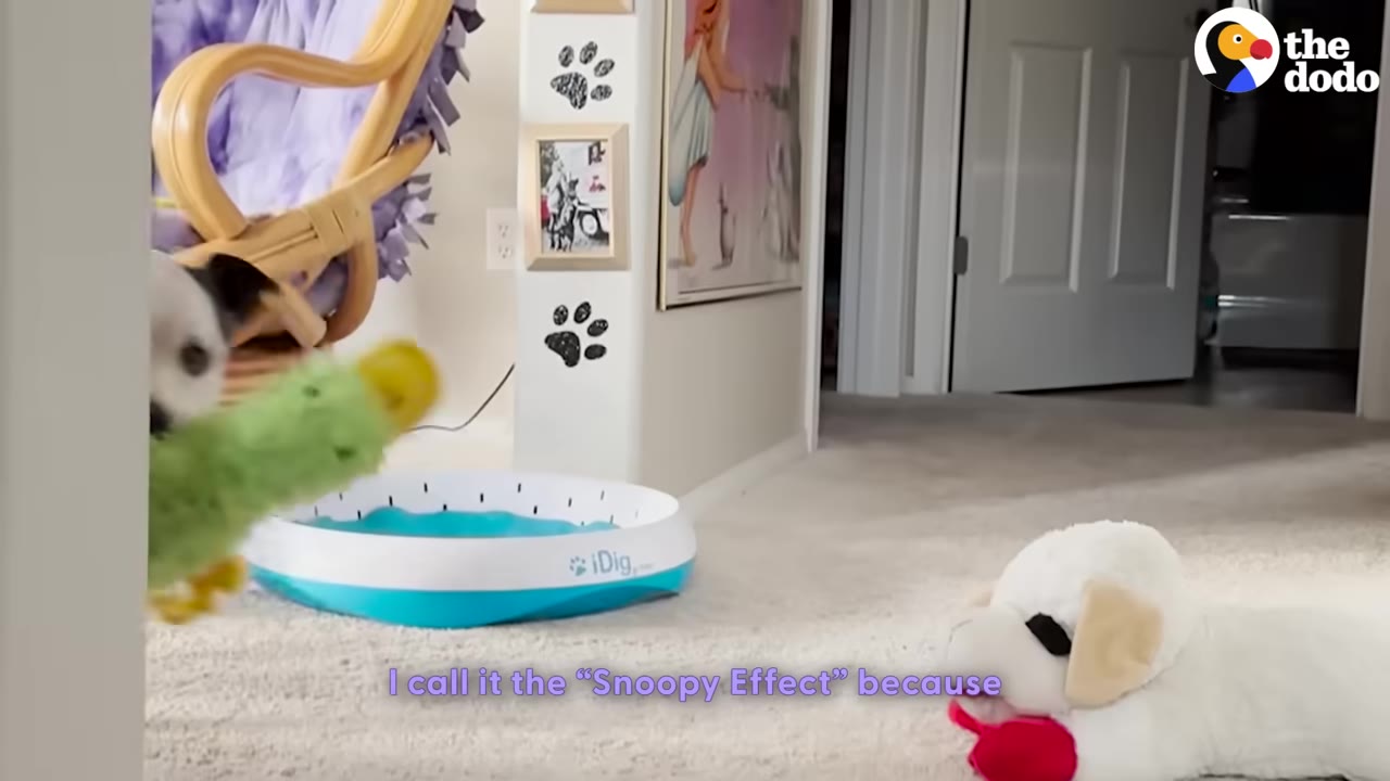 A white plush toy dog lies on a carpeted floor, while a real dog's head and a green toy are partially visible on the left side of the frame.