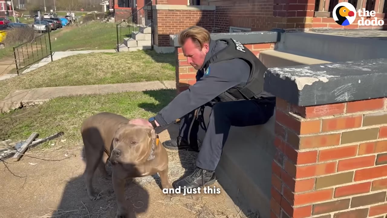 A gray pit bull stands on a sidewalk while a police officer sitting on concrete steps gently pets his head.