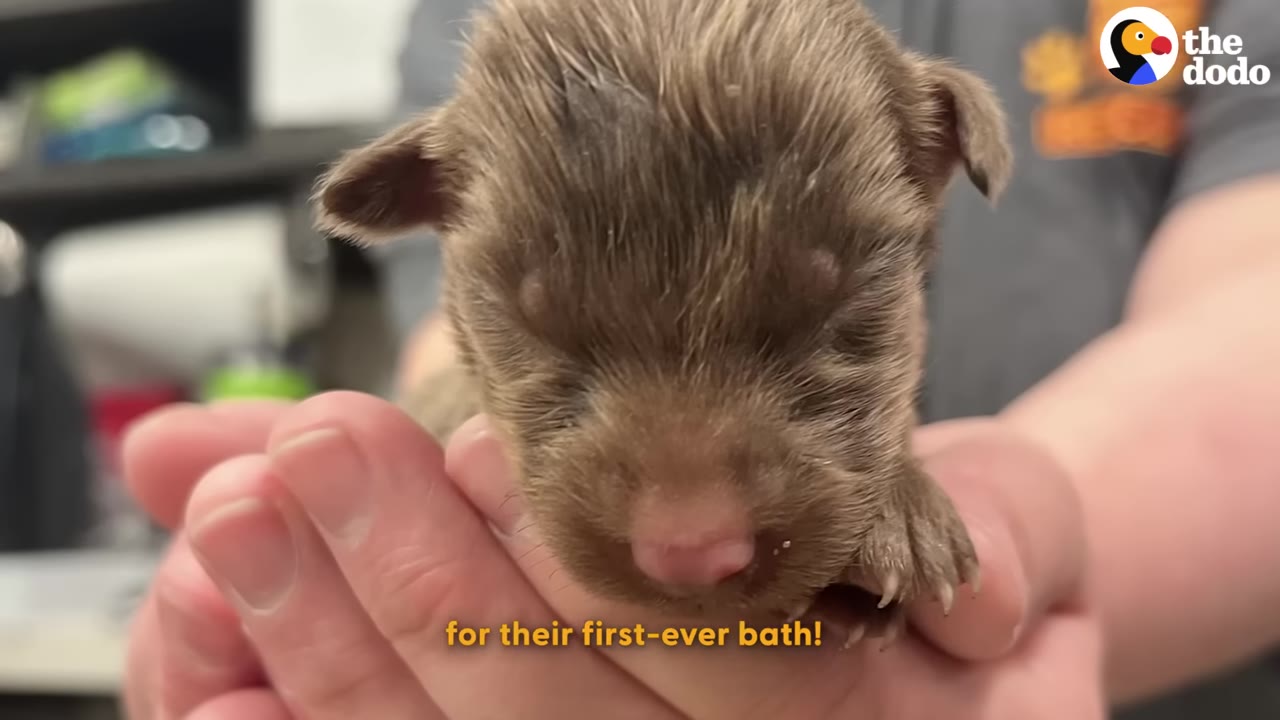 A close-up of a tiny brown puppy with closed eyes being gently cradled in a person's hands.