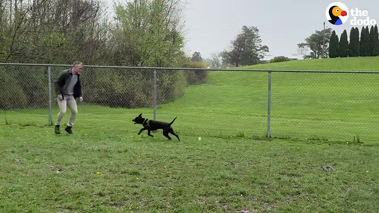 A man in a jacket and light pants stands on a grassy field next to a chain-link fence, watching a black dog run playfully toward him.