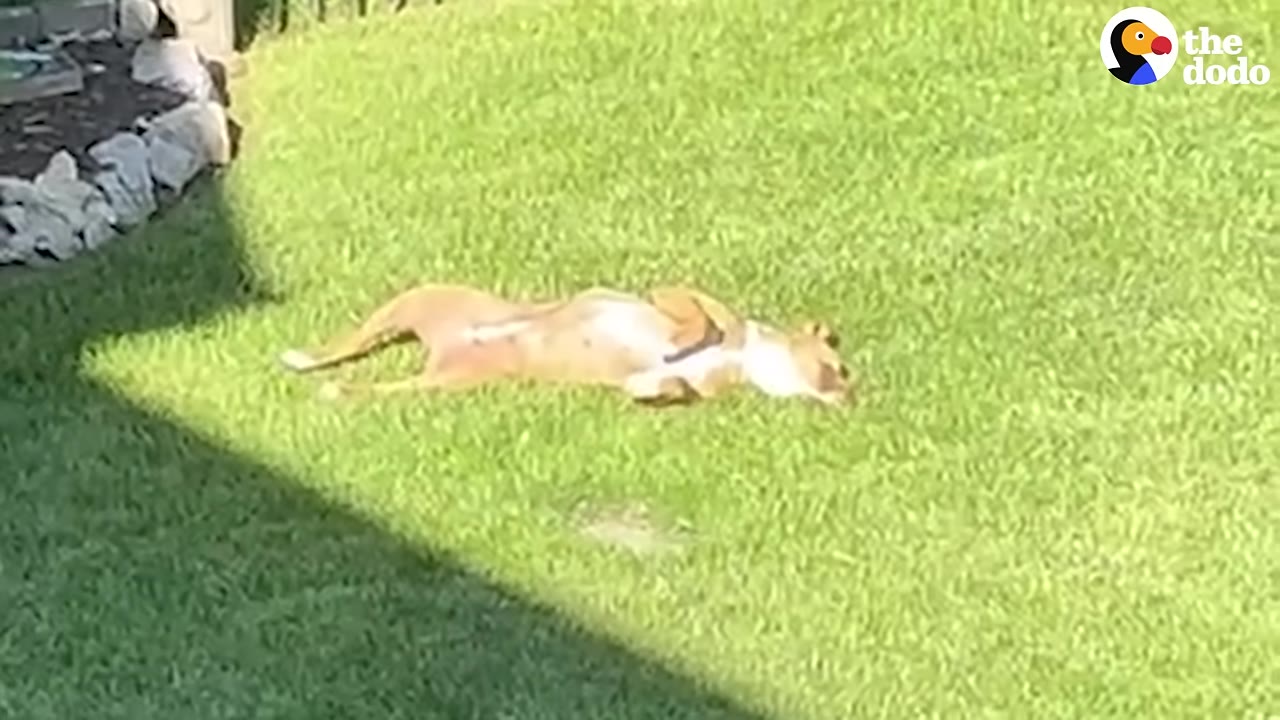 A tan dog lies relaxed on its back in a green grassy lawn, sunbathing.