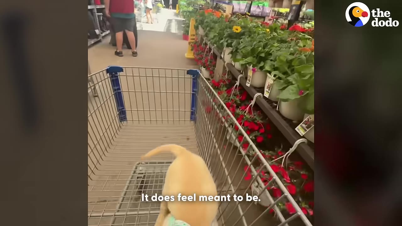 A yellow puppy stands in a shopping cart in a garden center aisle, looking at potted flowers, with the caption 'It does feel meant to be.'