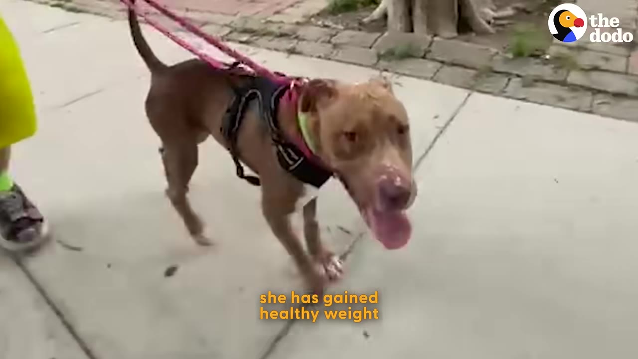 A brown dog with a pink leash and black harness walks happily on a concrete sidewalk, panting with its tongue out.