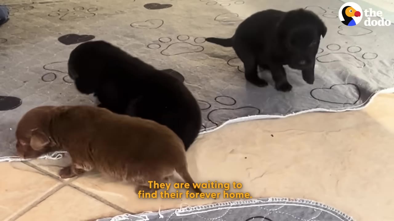 Three small puppies, two black and one brown, playing on a patterned mat indoors.