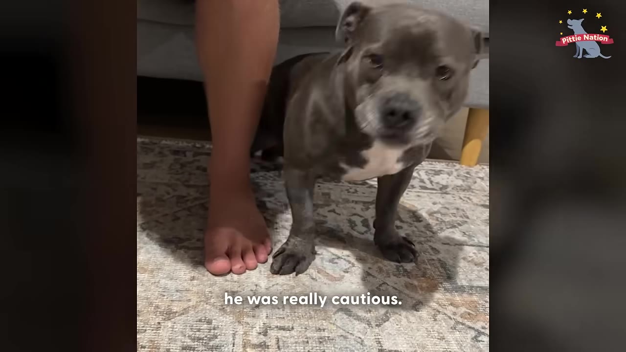 A grey pit bull stands cautiously on a patterned rug next to a person's bare foot.