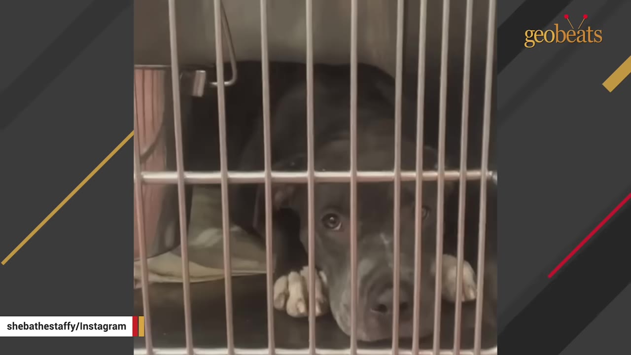 A dark-colored dog with white paws looks out from behind the metal bars of a cage with wide, expressive eyes.