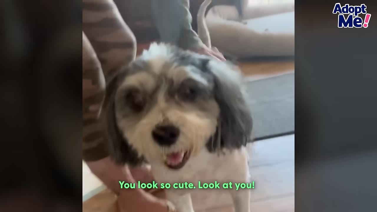 A close-up of a freshly groomed, small black and white dog looking directly at the camera with a happy expression.