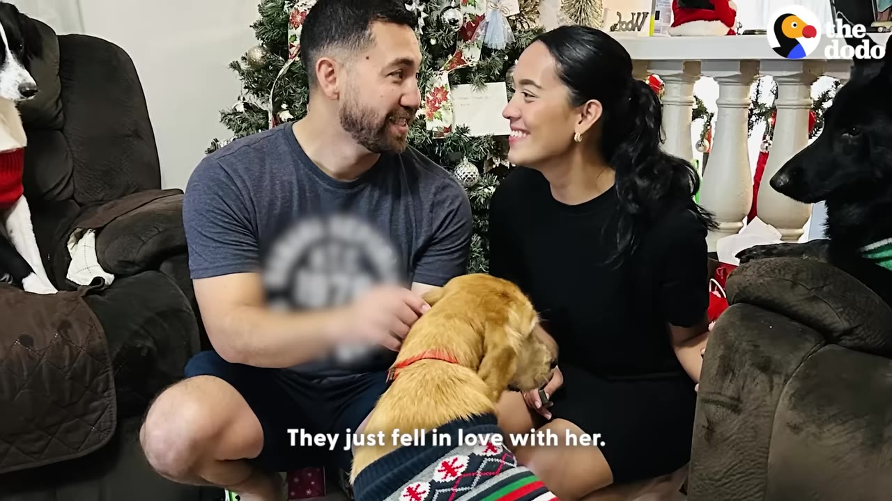 A smiling man and woman sit in front of a Christmas tree, petting a golden dog wearing a festive sweater.