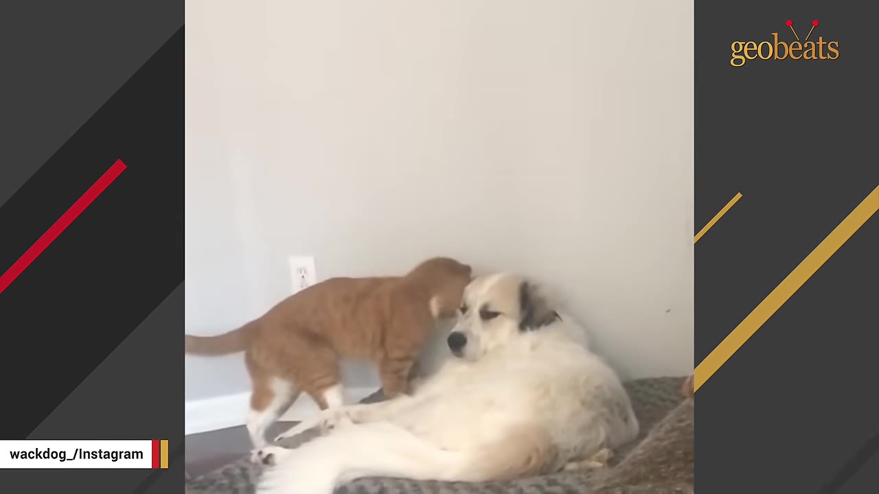 A large, fluffy white and tan dog lies calmly on a pet bed while an orange cat stands next to her, gently sniffing her face.