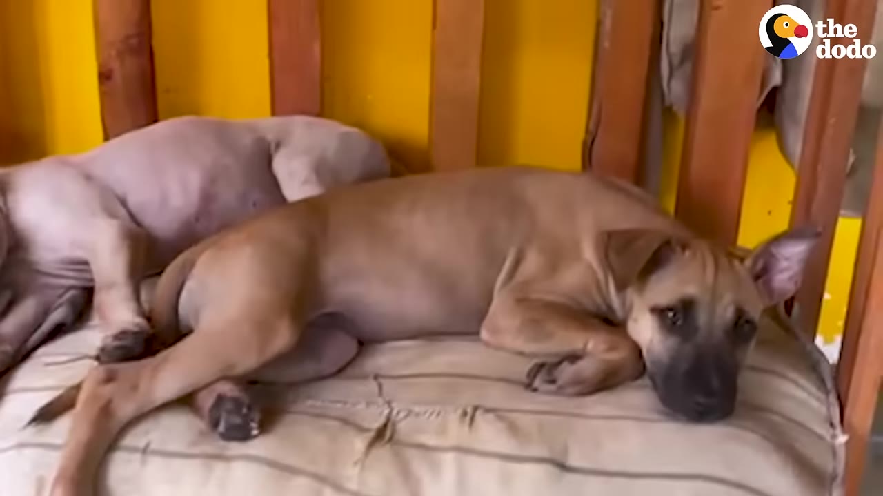 A brown puppy lies on a striped cushion next to another puppy with hair loss, both resting against a yellow wall.