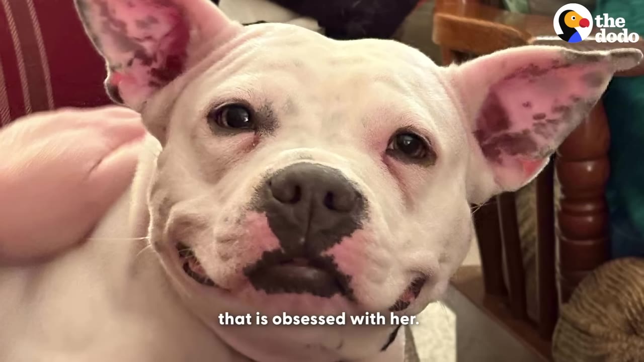 A close-up of a white dog with pink ears looking directly at the camera while being petted.