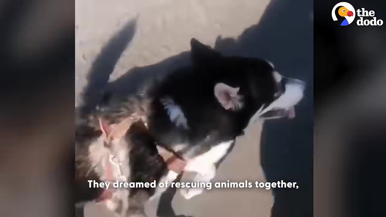 A black and white husky dog wearing a harness, seen from a high angle.