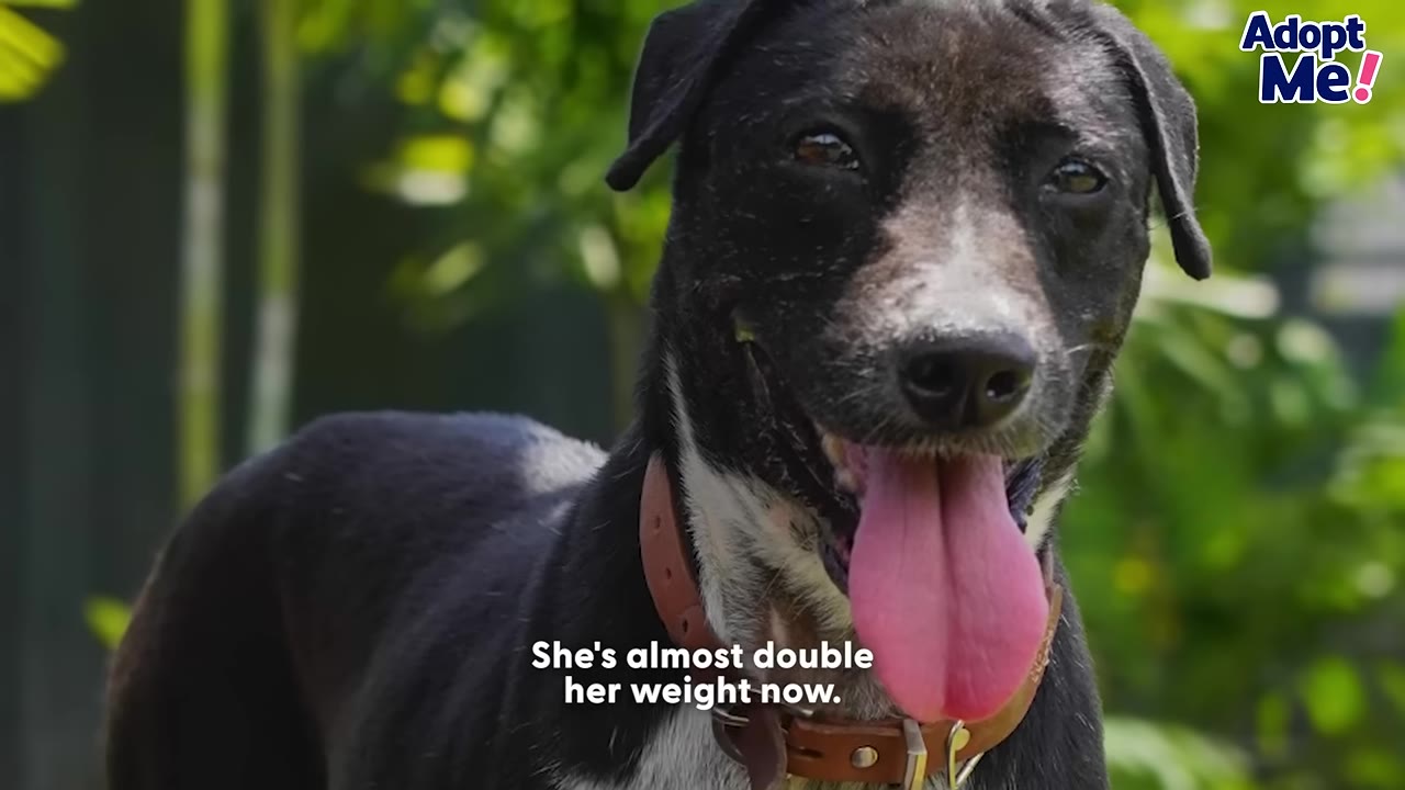 A close-up shot of a healthy black and white dog with its tongue out, wearing a brown collar, looking happy and well-nourished.