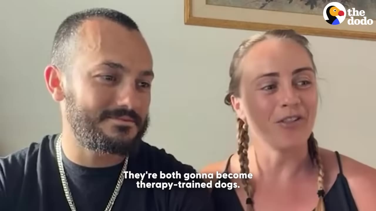 A man and a woman sitting side-by-side, speaking to the camera with a caption that reads, 'They're both gonna become therapy-trained dogs.'