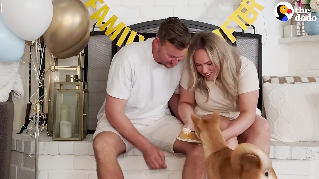 A man and a woman sit on a brick hearth decorated with balloons, smiling as they feed a small tan dog a piece of cake.
