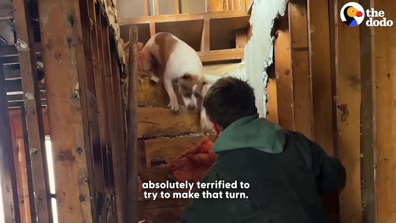 A brown and white dog stands hesitantly on a dilapidated wooden staircase inside an unfinished building, looking down at a person in a green jacket who is coaxing it.