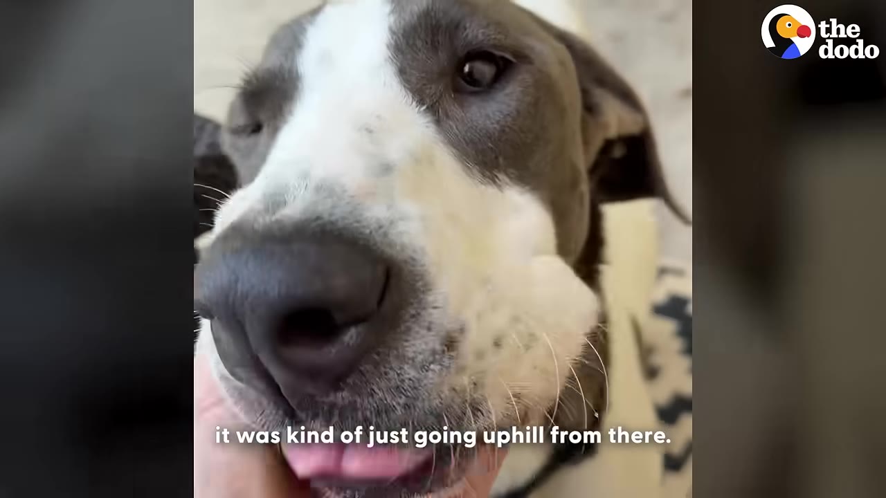 A close-up of a healthy grey and white dog looking directly into the camera with its eyes wide open while being gently petted.