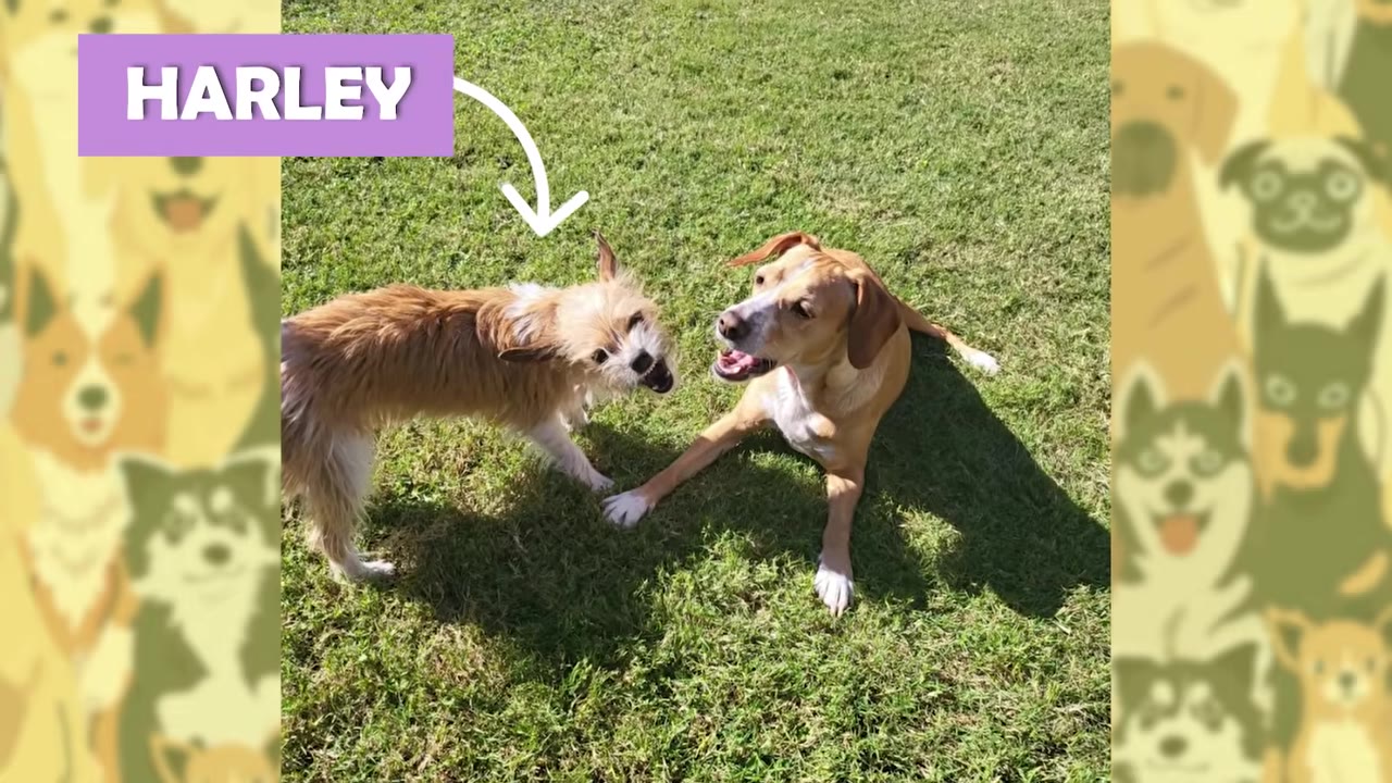 A small, scruffy brown puppy labeled 'Harley' plays on the grass with a larger tan dog.